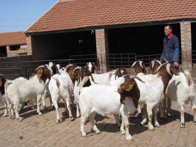 经过二十余年壮大,波尔山羊养殖场发展成为集羊养殖基地与牛羊交易