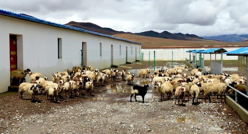 珠峰脚下的成群牛羊 西藏帮布村集体经济带动全村脱贫