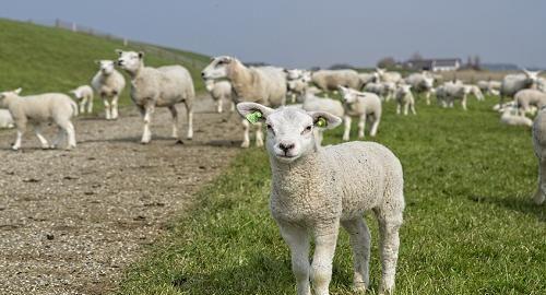 牛羊混养是否可行?牛羊养殖混养技术研究及注意事项