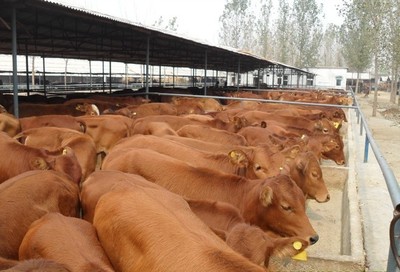 供应养殖牛养殖黑白花小奶牛养殖西门塔尔育肥牛肉牛犊价格