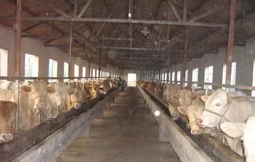 河南开封市财政积极支持肉牛奶牛肉羊产业发展