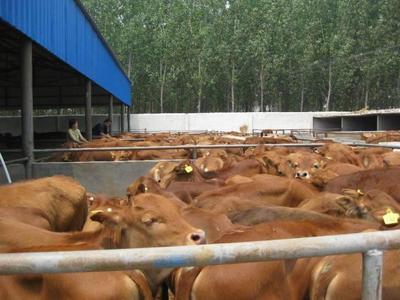 【肉牛饲养技术|牛羊养殖基地】价格,厂家,牛-搜了网